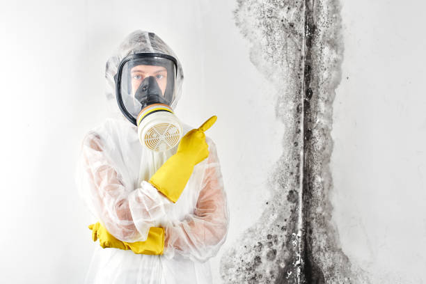 Why You Should Choose Our Mold Remediation Services in St Augustine South, FL