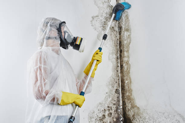 St Augustine South, FL Mold Removal Services Company